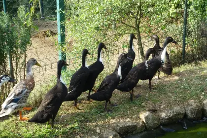 8 wunderschöne Laufenten m/w
