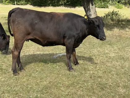 Bio-Wagyu-Kuh