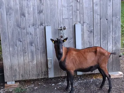 Verkaufe GGZ Ziegenbock