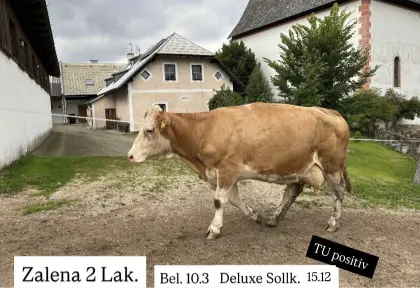 Bio Fleckvieh-Kuh
