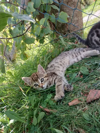 Babykatze