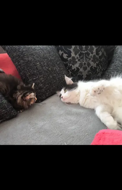 Kuschelkatzen-Mixe, alle Grundfarben, Fotos anfragen mit Vor