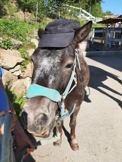 Kinderpony