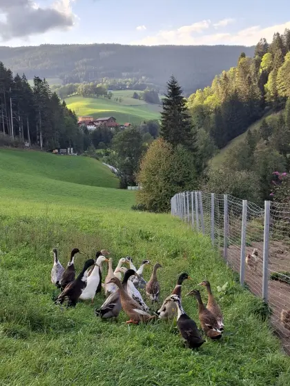 Bio-Laufenten