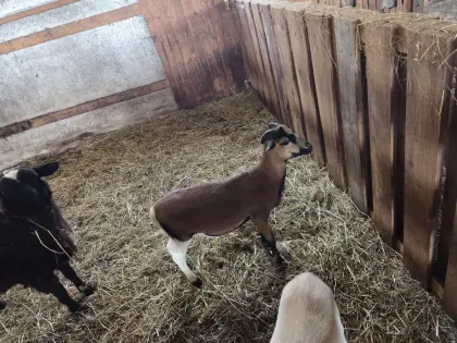 Kamerun-Bock