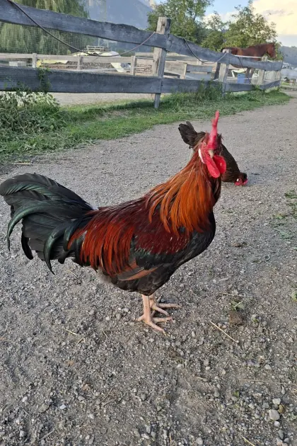Hahn