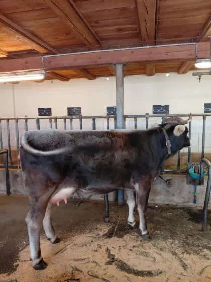 Graue Erstlingskuh mit Stierkalb