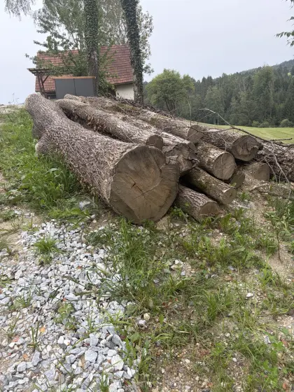 Stammholz