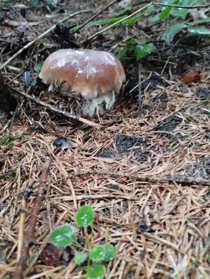 Frische Steinpilze
