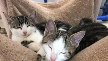 Verkaufe 3 Katzenbabys