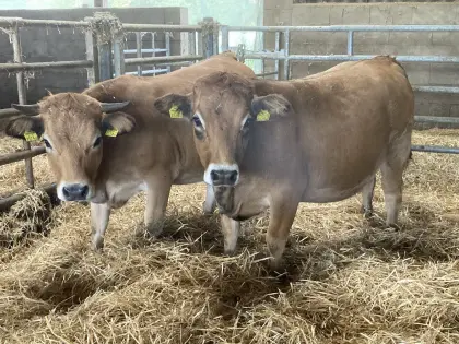 Aubrac Kalbinnen
