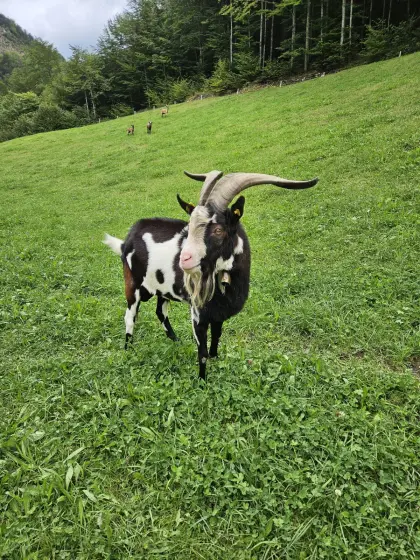 Tauernschecken-Bock