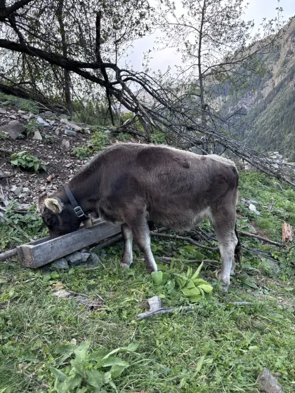 Jährling zu verkaufen