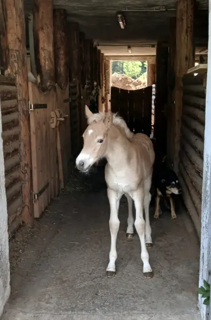 Baronesse-KE, Haflinger Stute