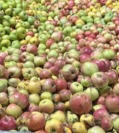 Suche Mostäpfel, Pressobst
