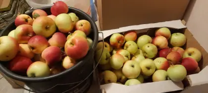 Äpfel und Birnen