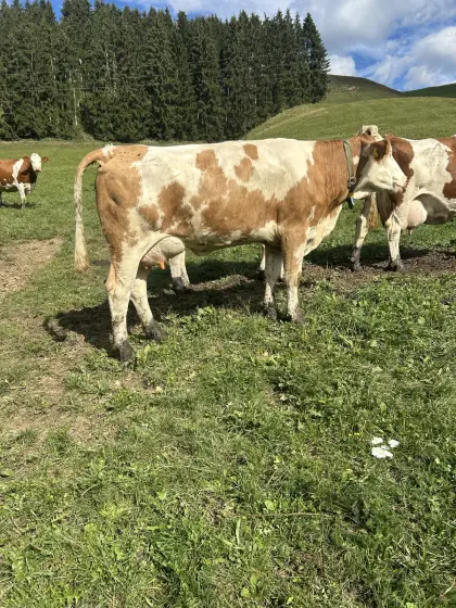 Bio FV Jungkuh