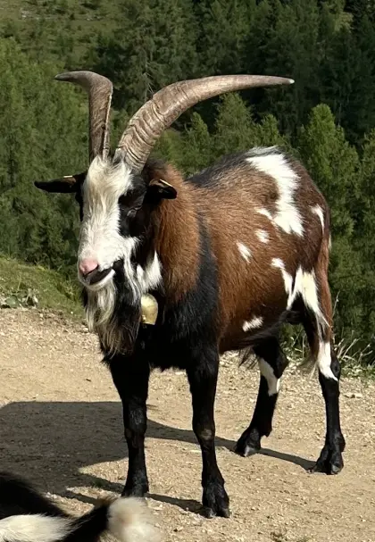 Tauernschecken-Bock Giggs