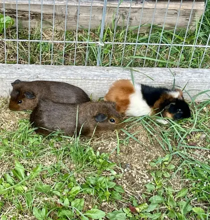 Meerschweinchen