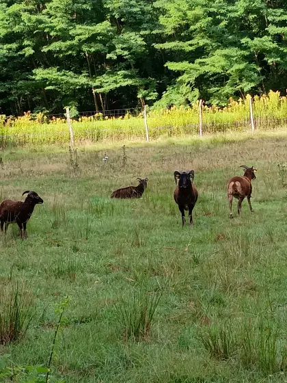 Soay-Schafböcke, Soay-Weibchen, Landschaftspflege-Rasse