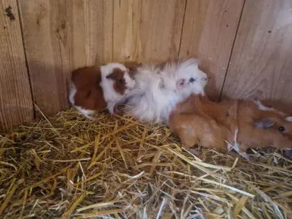 Meerschweinchen