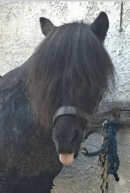 Isländer-Pony als Beisteller