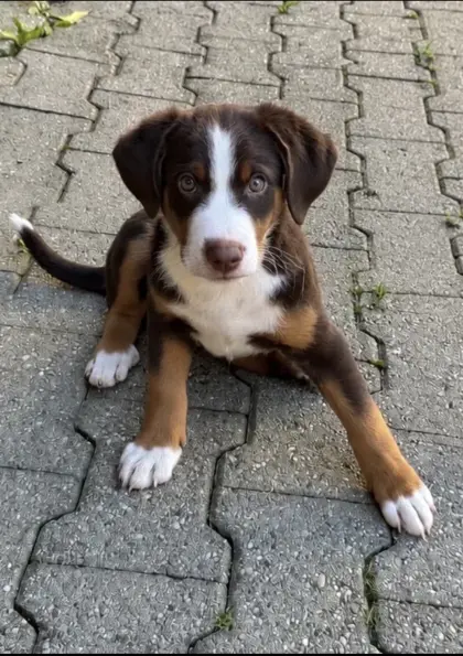 Appenzeller Sennenhund Welpe