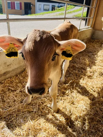 BV Kuhkalb