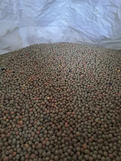 Bio Wintererbse