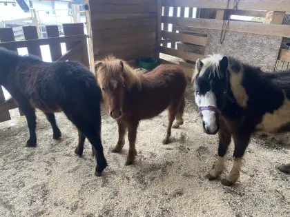 Ponys