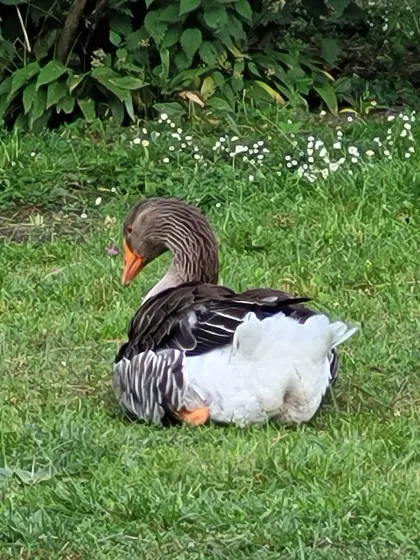 Österreichischer Landgans-Ganter