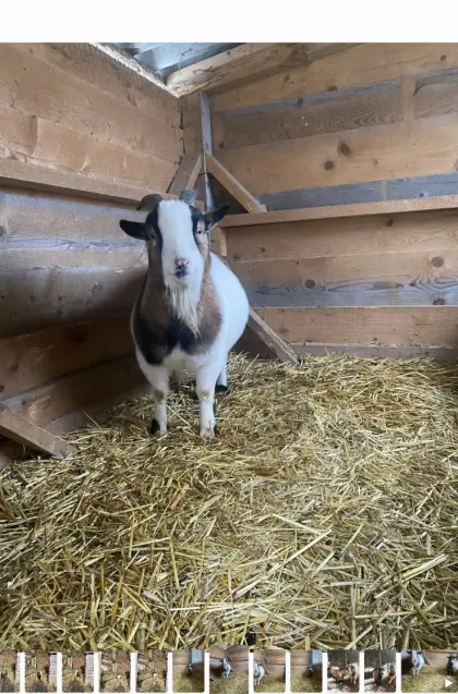 Ziegenbock kastriert