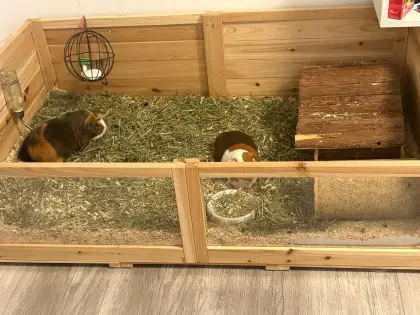 Meerschweinchen mit Zubehör