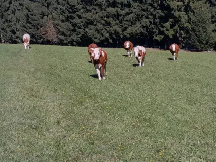 Bio-Kühe in Milch