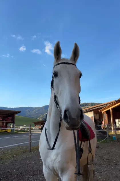 Ungarisches Sportpferd