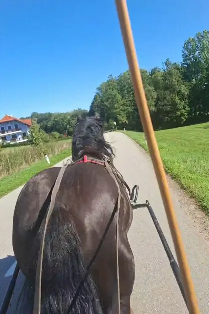 Noriker Hengst Falco