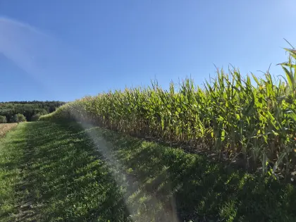 1 ha Silomais ab Feld zu verkaufen