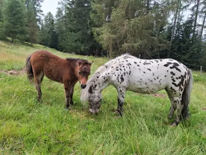 Mini-Shetlandponyhengst