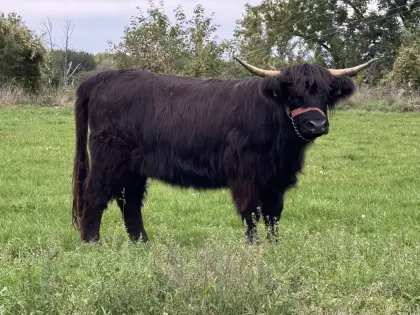 Hochlandrind-Kalbin „Charlotta von Ortenburg“