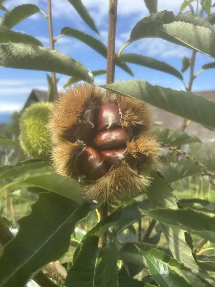 Frische Bio-Kastanien