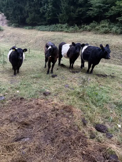 Bio-Galloway