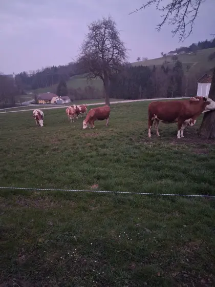 Bio-Mutterkühe