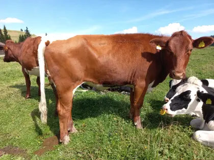 Pinzgauer, Red Frisian Kalbin BIO