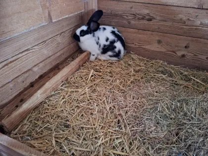 Verkaufe Kaninchen-Weibchen