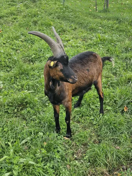 Aosta Goassl