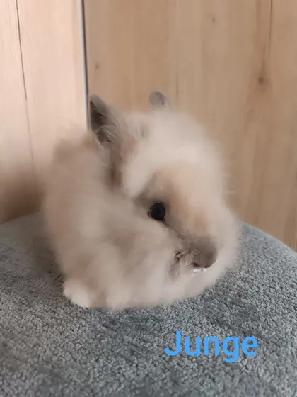 Zwergkaninchen