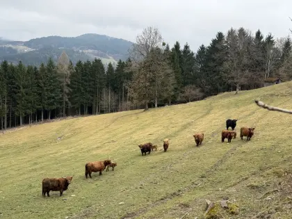 Hochlandrinder