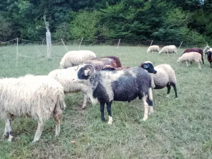 Braver Waldschaf-Zuchtwidder: 1b gekört, sucht neues Zuhause