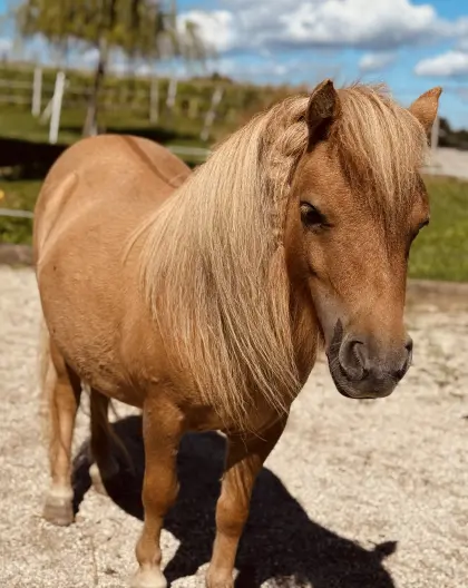 2-jährige Miniponystute