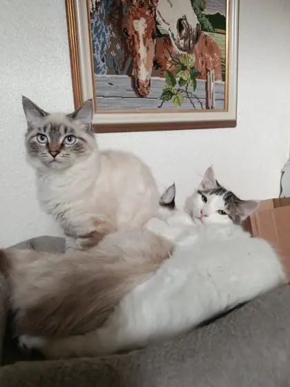 Babys und Kastraten